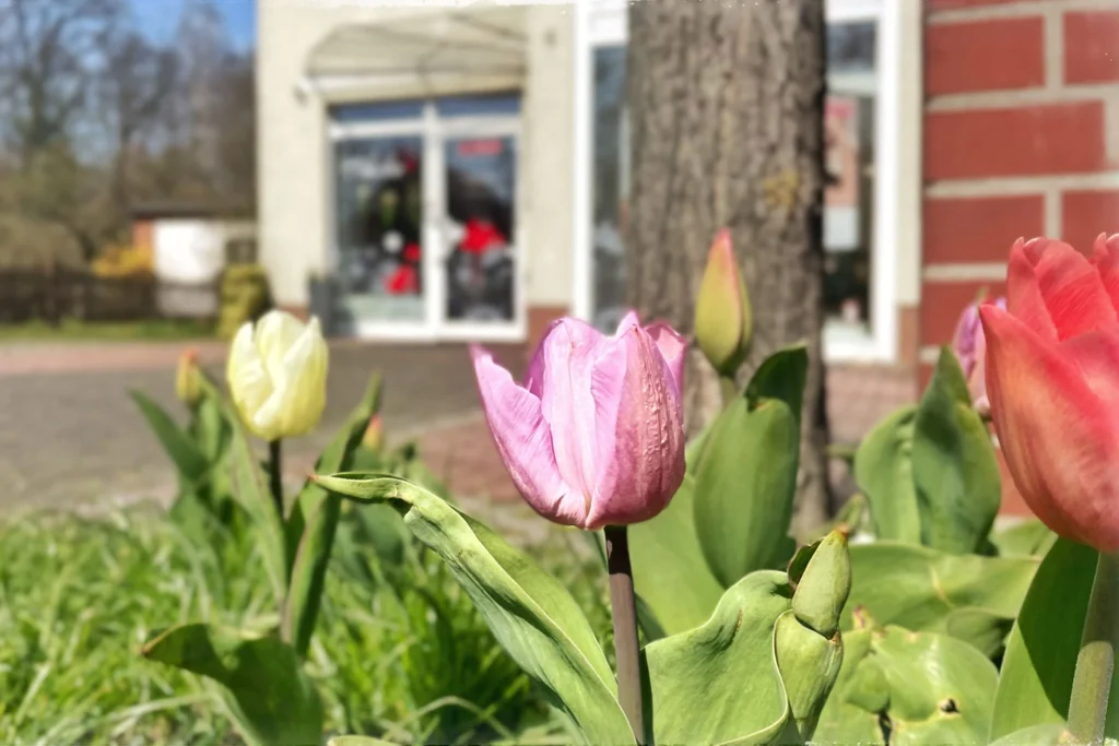 Kosmetikinstitut Anke - Brandenburg - Wir haben Liebe in unseren Händen. - Aussenaufnahmen - bunte Tulpen